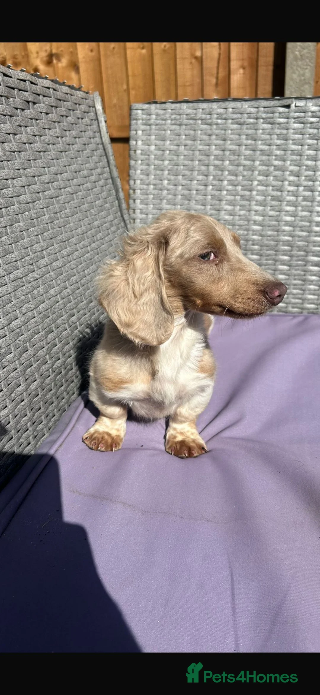 Miniature Dachshund dogs for sale: Mini dachshund dapple Isabela+tan piebald  - Advert 12