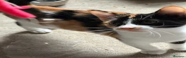 Mixed Breed 3
