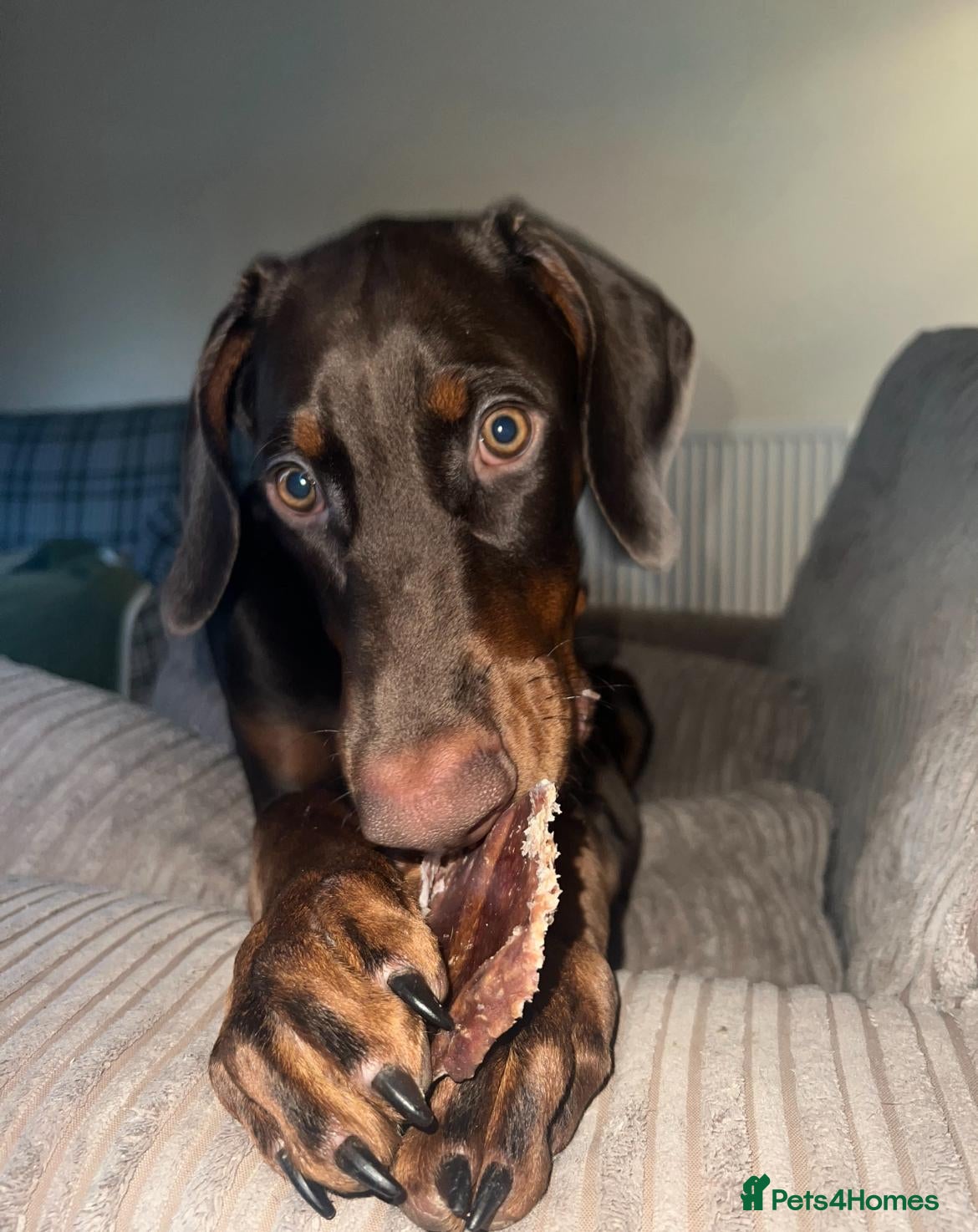 Dobermann dogs Doberman Male 8 Months Old Pedigree Vaccinated - Advert 1