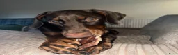 Dobermann dogs for sale: Doberman Male 8 Months Old Pedigree Vaccinated - Advert 1