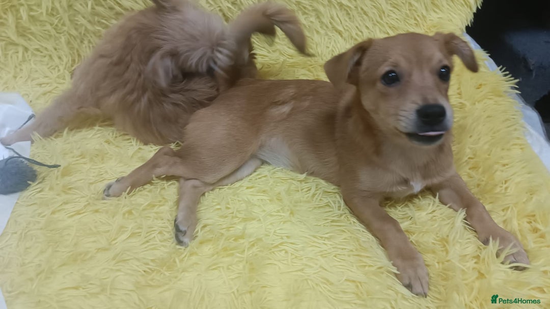 Mixed Breed dogs for adoption: 💖🐶 CHARLOTTE 🐶💖 - Image 2