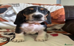Basset Hound dogs for sale: Basset hound boys available - Image 9