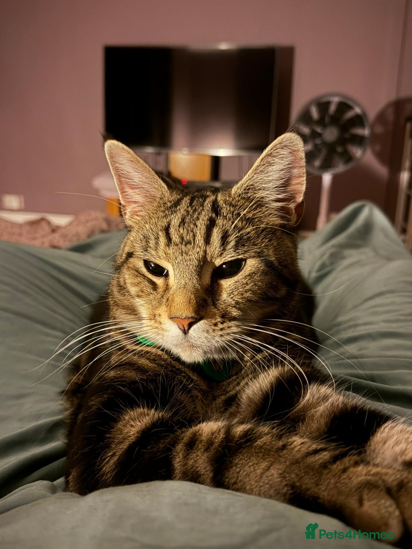Mixed Breed cats Rehome. 2yo Male Tabby - Advert 2