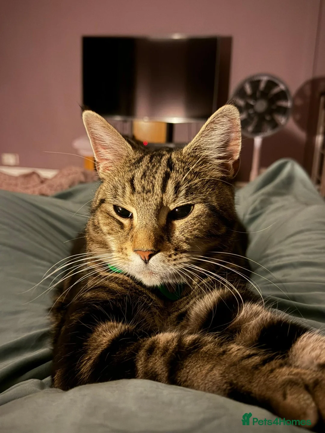 Mixed Breed cats for sale: Rehome. Loving 2yo Male Tabby - Advert 1