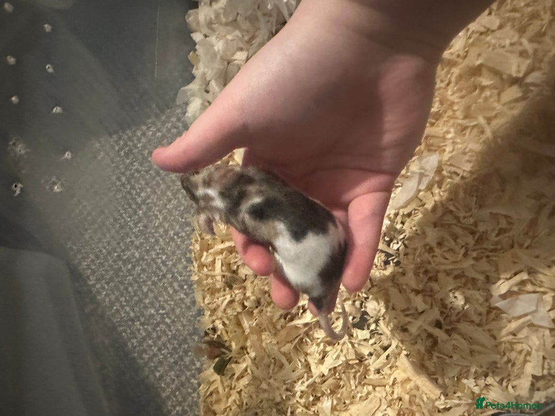 Mouse rodents for sale: 3 male fancy mice  - Advert 5