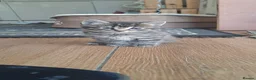 Mixed Breed cats for sale: Adorable kittens  - Advert 2