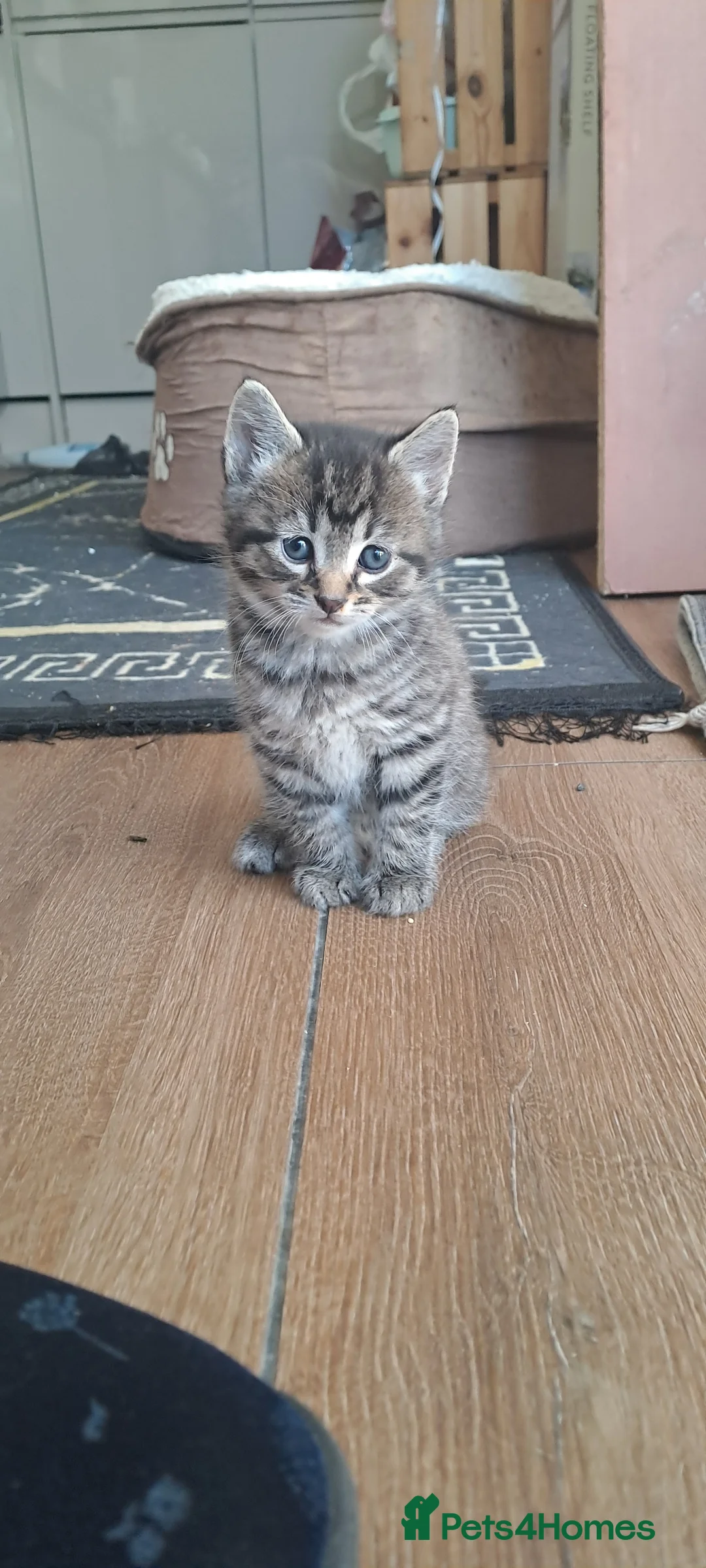 Mixed Breed cats for sale: Adorable kittens  - Advert 2
