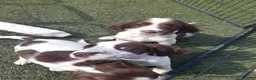 English Springer Spaniel dogs for sale: Kc registered English springer spaniel puppies - Advert 7