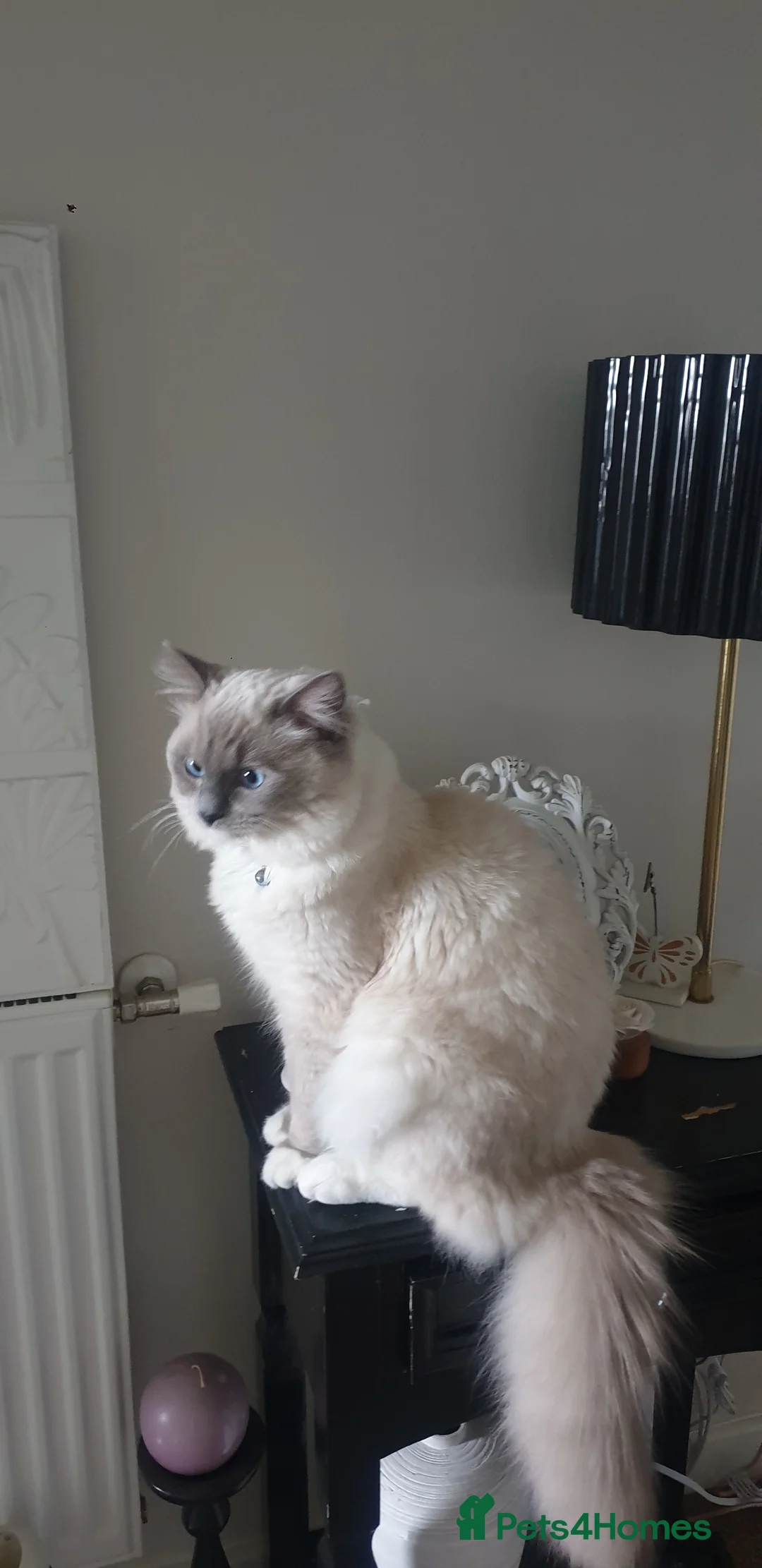 Mixed Breed cats for sale: Ragdoll x Siamese Cat in Hereford - Advert 1