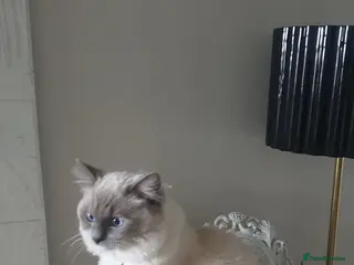 Mixed Breed cats Ragdoll x Siamese Cat - Advert 3