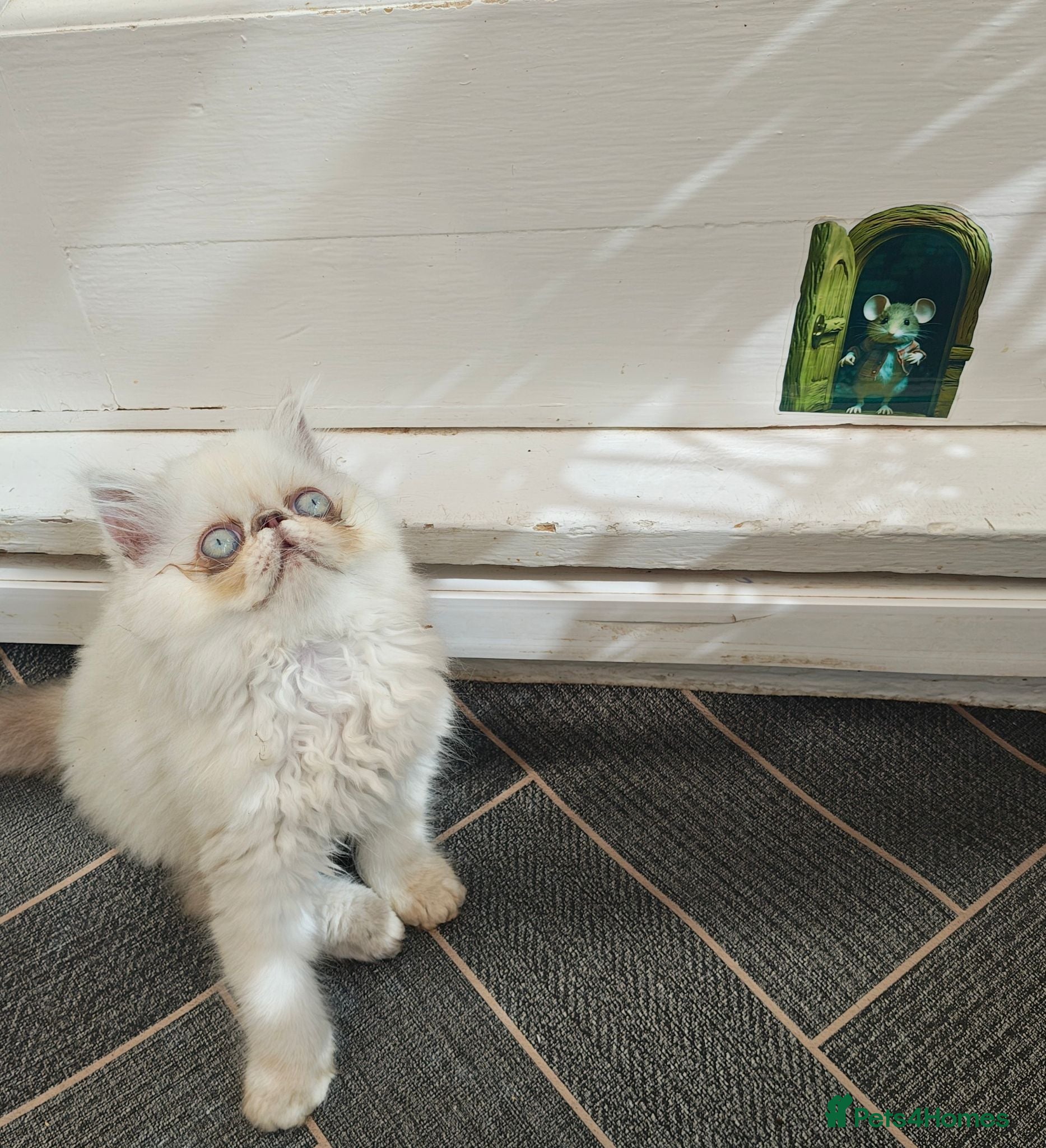 Persian cats Pure Persian long hair kitten  - Advert 1