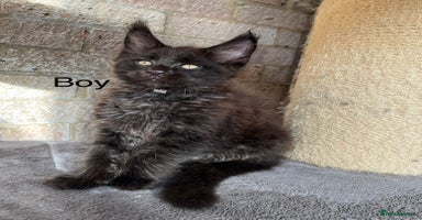 Maine Coon cats - Advert 14