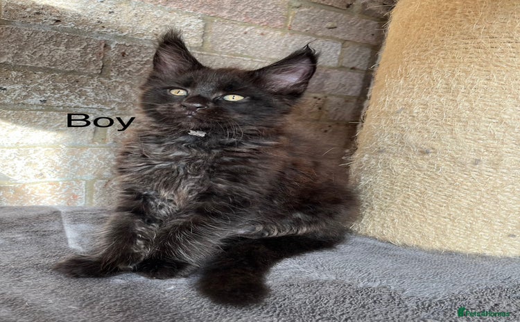 Maine Coon cats - Advert 3