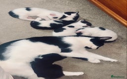 Mixed Breed cats for sale: Kittens - 2 boys 1 girl - ready to leave! - Image 16