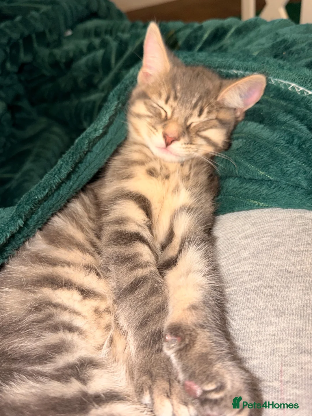 Mixed Breed cats for sale: Kitten in Haverfordwest - Advert 3
