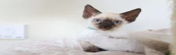 Devon Rex cats for sale: Devon rex kittens neutered  included in the price - Advert 12