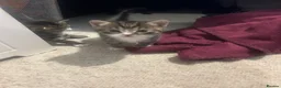 Mixed Breed cats for sale: 7 adorable kittens - Advert 11