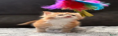 Maine Coon 3
