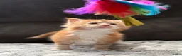 Maine Coon cats for sale: Xl Maine coon kittens health tested parents Tica R - Advert 28