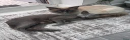 Mixed Breed cats for sale: Ragdoll cross Russian blue kittens in Barnet - Advert 9