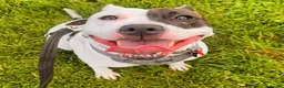 Staffordshire Bull Terrier dogs for sale: 7 year old female staffy in Coventry - Advert 3