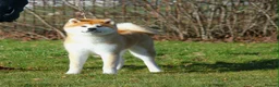 Japanese Akita Inu dogs for sale: Stunning Purebred JAI 7 months old male - Advert 1