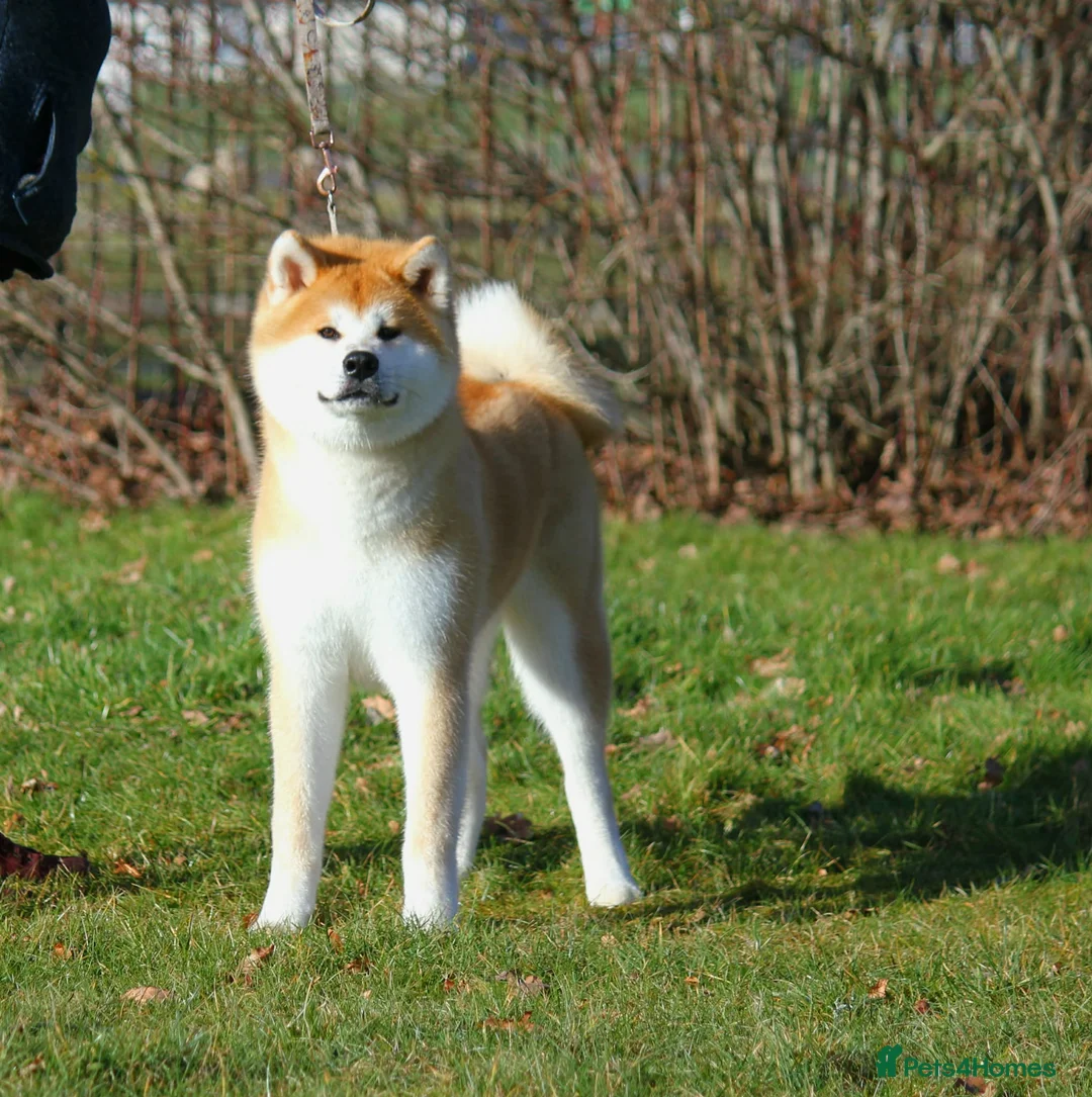 Japanese Akita Inu dogs for sale: Stunning Purebred JAI 7 months old male - Advert 1