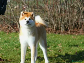 Japanese Akita Inu dogs Stunning Purebred JAI 7 months old male - Advert 6