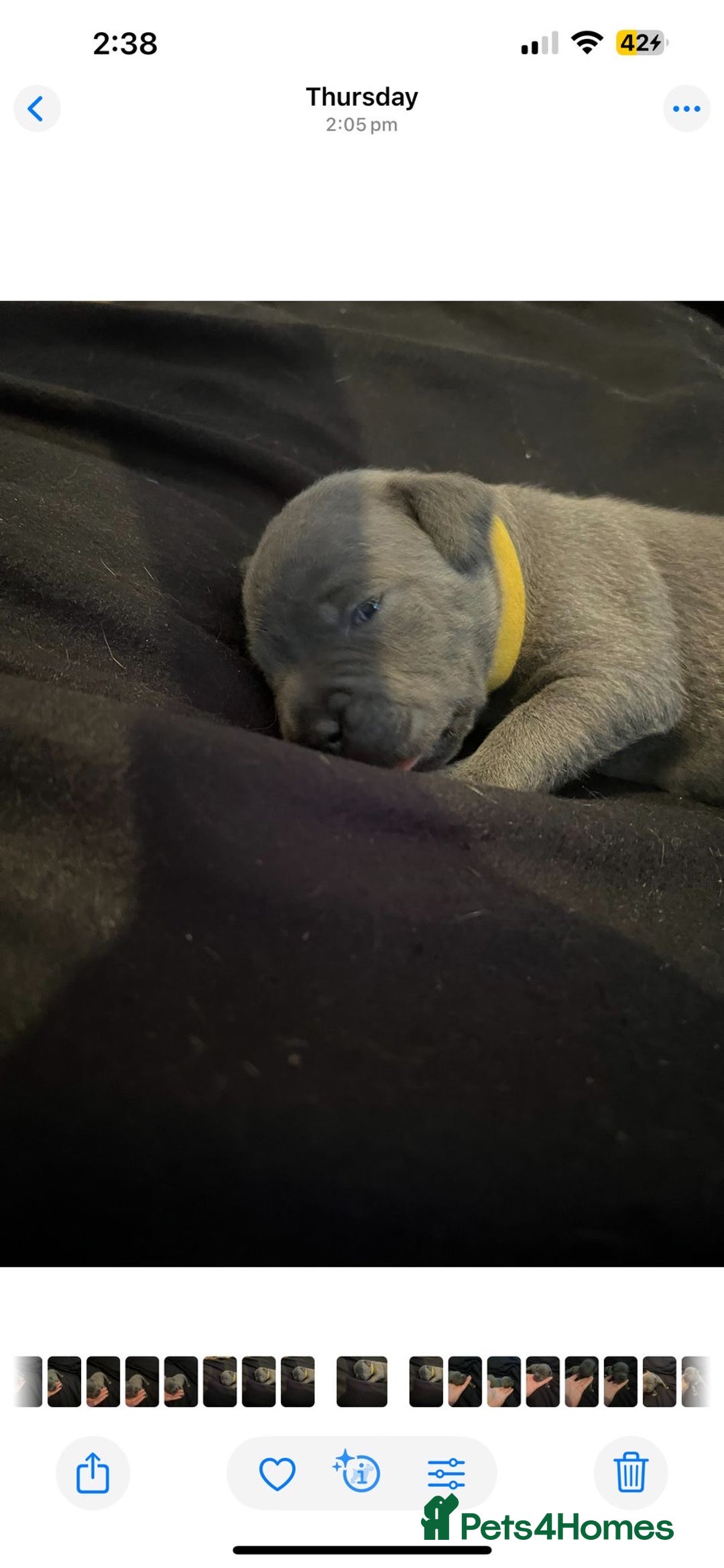 Staffordshire Bull Terrier dogs for sale: Staffordshire bull terrier puppies | blue staff - Image 14