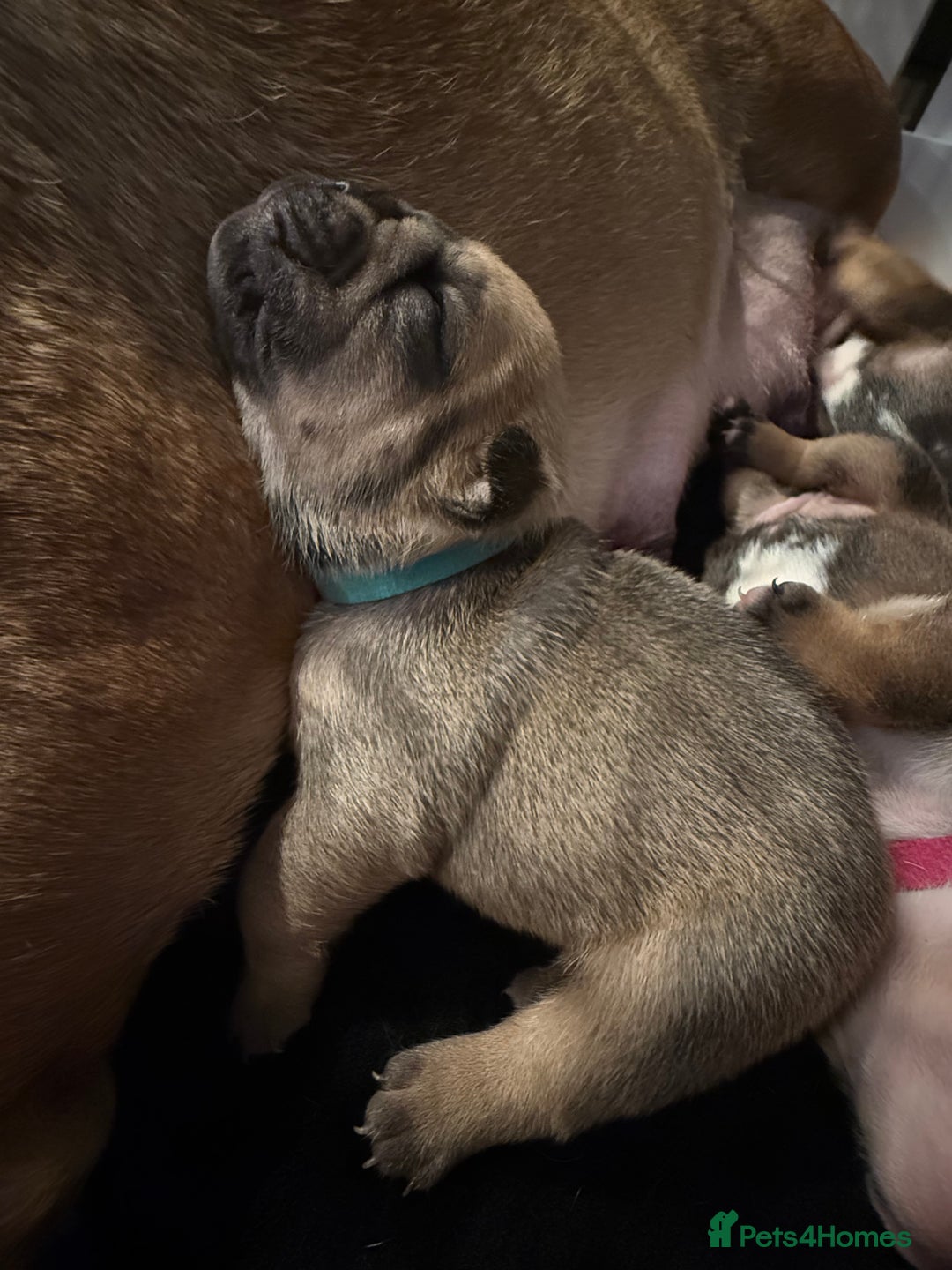 English Bulldog dogs for sale: Traditional English Bulldog Puppies  - Image 5
