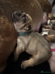 English Bulldog Puppy 3