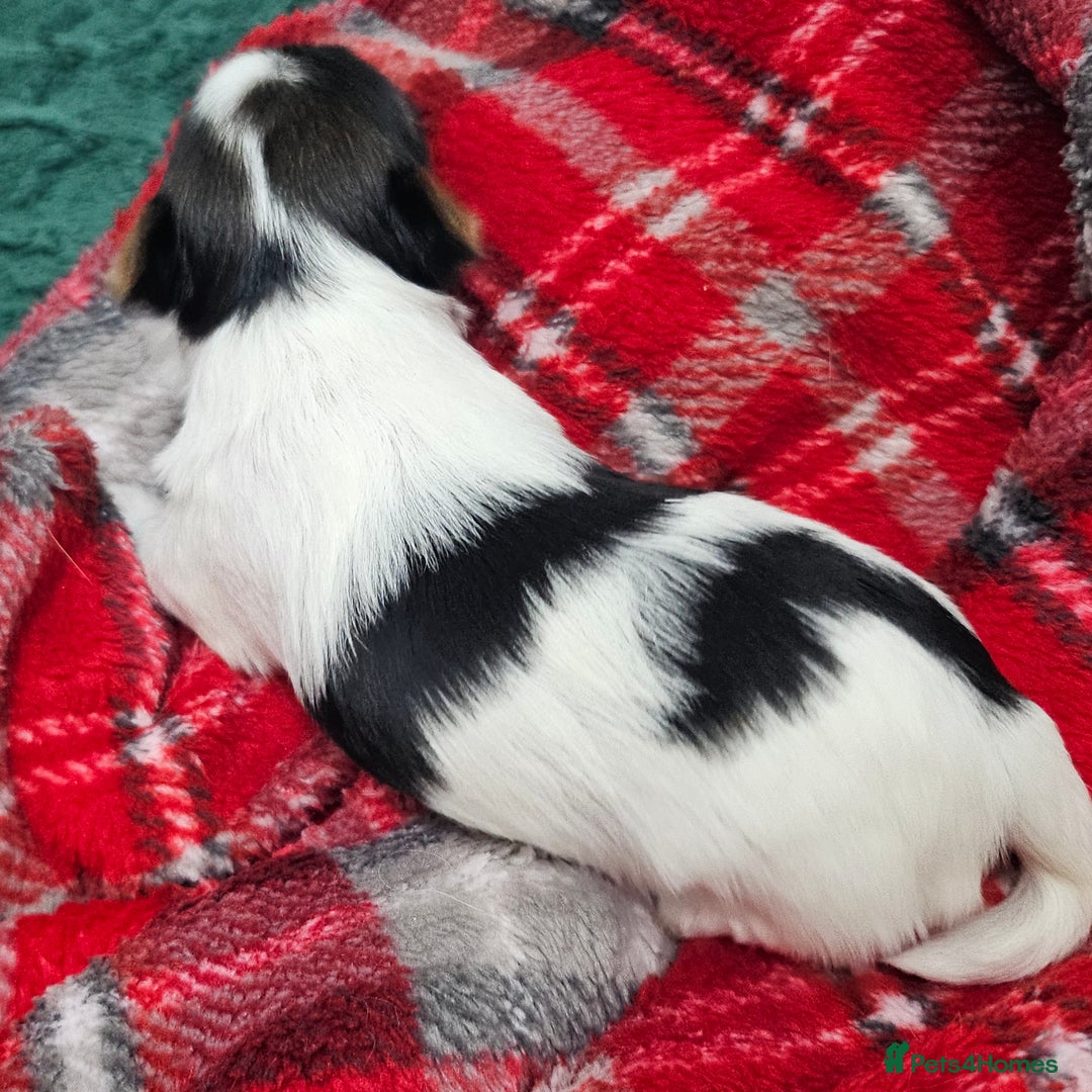 Yorkshire Terrier dogs for sale: Two beautiful Yorkshire Terrier (Biewer) puppies - Advert 7