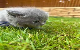 British Shorthair cats for sale: Blue British shorthair  - Image 8