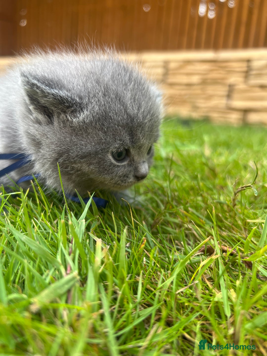 British Shorthair cats for sale: Blue British shorthair  - Image 8