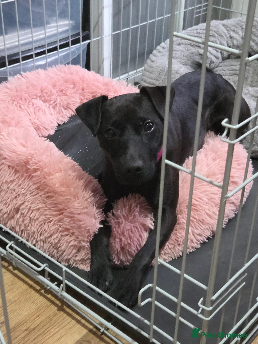 Patterdale Terrier dogs for sale: Patterdale terrier - Advert 1