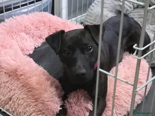 Patterdale Terrier dogs Patterdale terrier - Advert 11