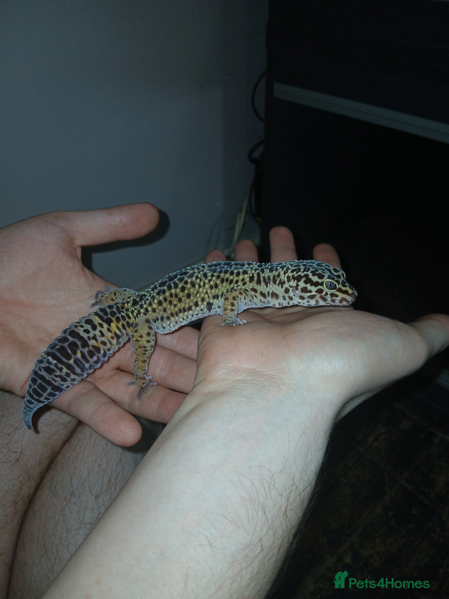 Lizard reptiles Multiple lizards !!PLEASE READ DESCRIPTION!!!  - Advert 1
