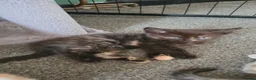 Mixed Breed cats for sale: Kittens looking for there forever sofas  in Doncaster - Advert 2
