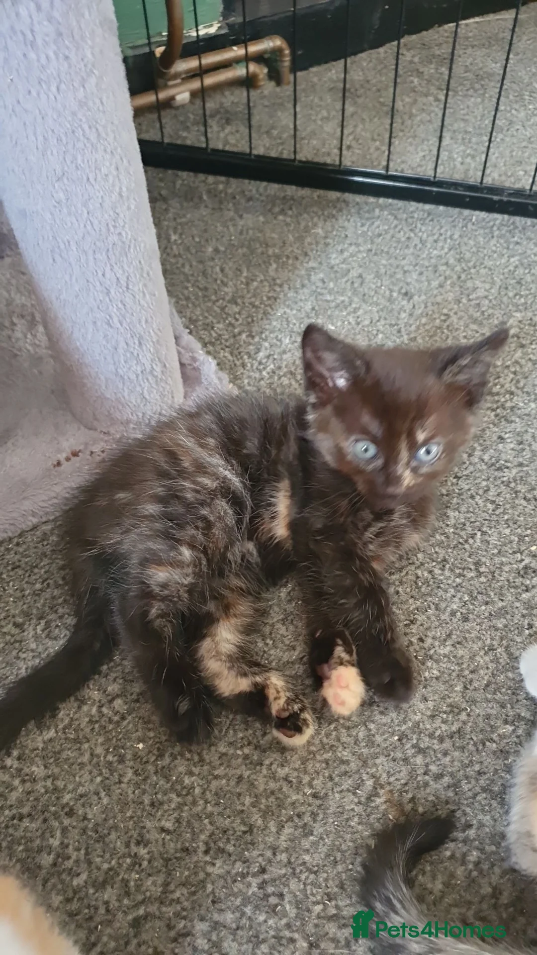 Mixed Breed cats for sale: Kittens looking for there forever sofas  in Doncaster - Advert 2