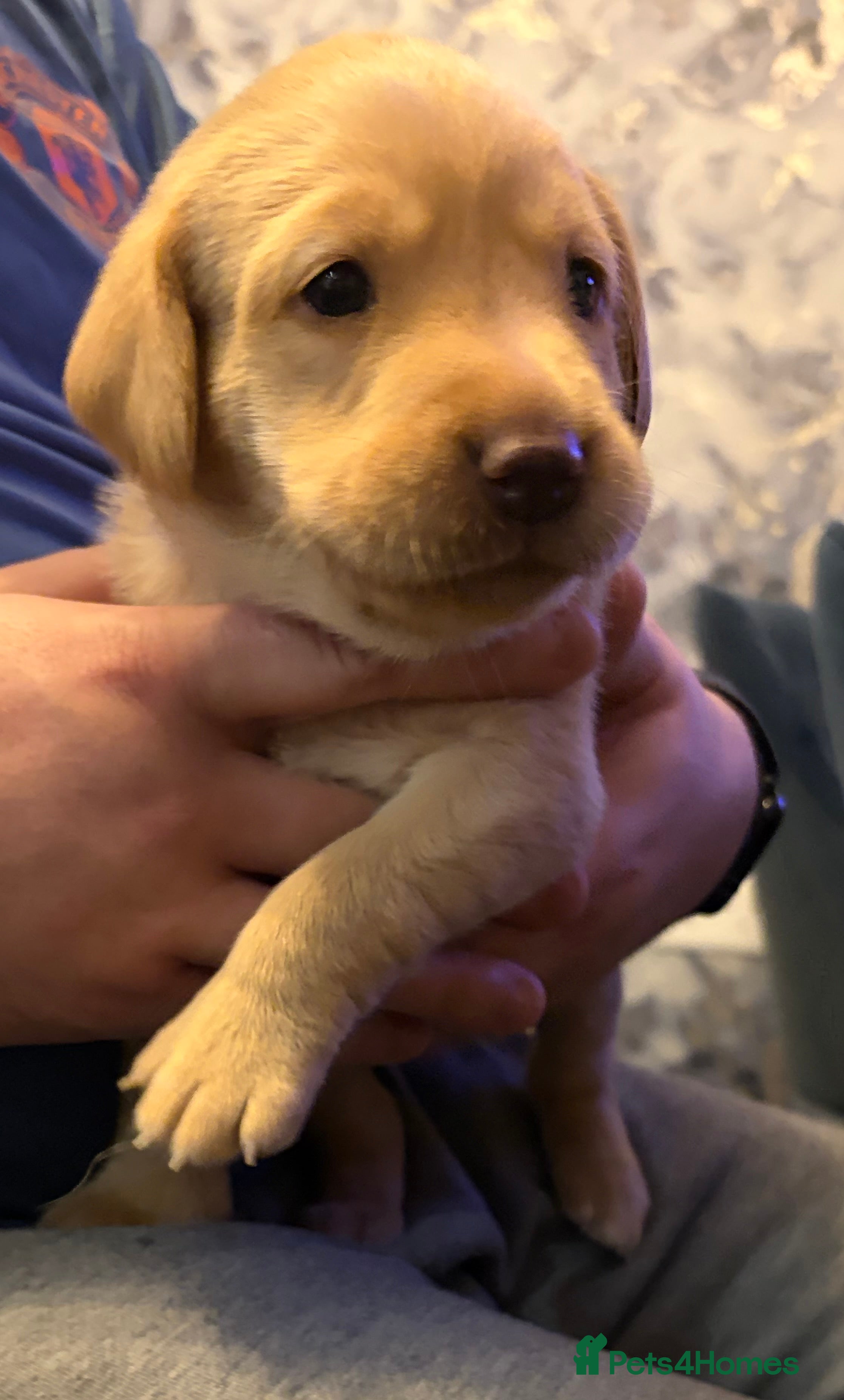 Labrador Retriever dogs 3 KC Lab girls - yellow/white to Golden/Red - Advert 18