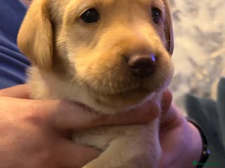 Labrador Retriever dogs 3 KC Lab girls - yellow/white to Golden/Red - Advert 4