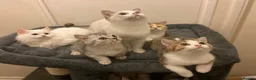 Munchkin cats for sale: ✨ Adorable TICA Registered Munchkin Kittens ✨ - Advert 26