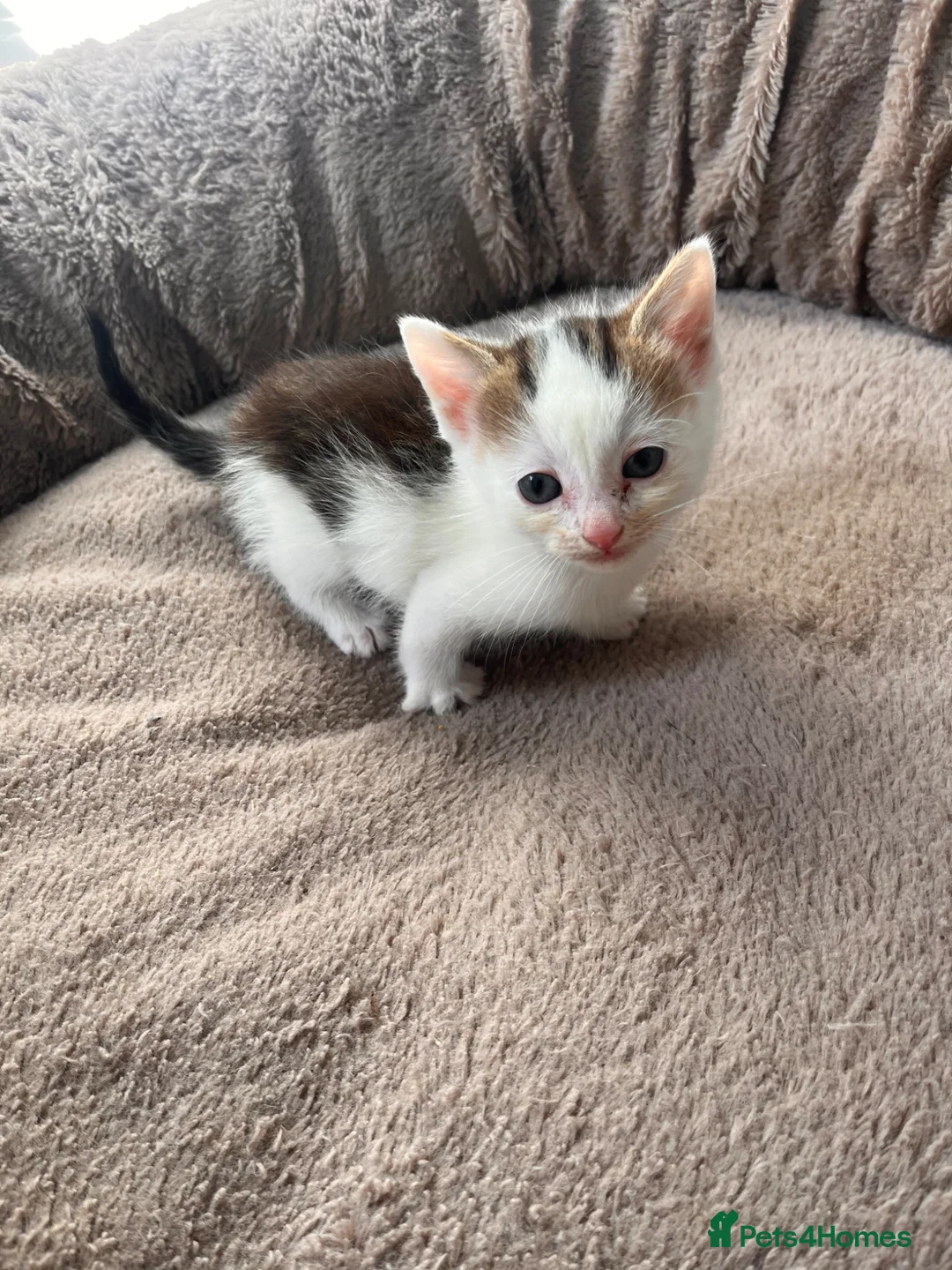 Mixed Breed cats for sale: Last beautiful part maincoon kitten - Advert 7
