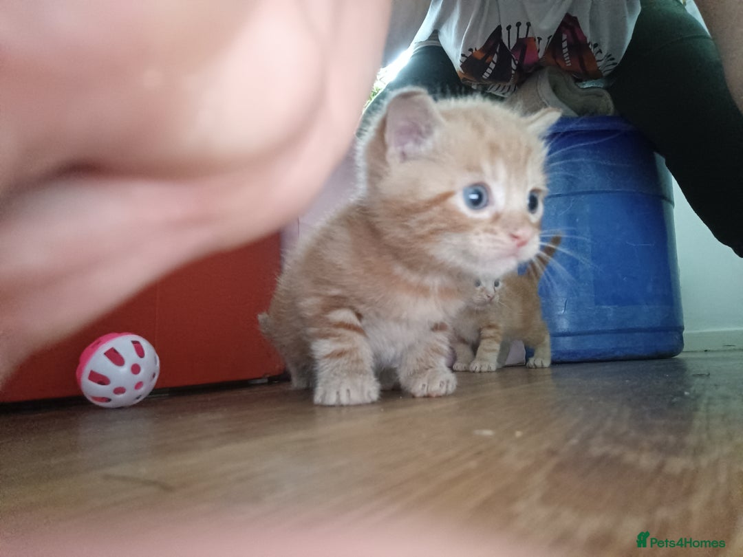 Mixed Breed cats for sale: Sweet kittens for sale - Image 2