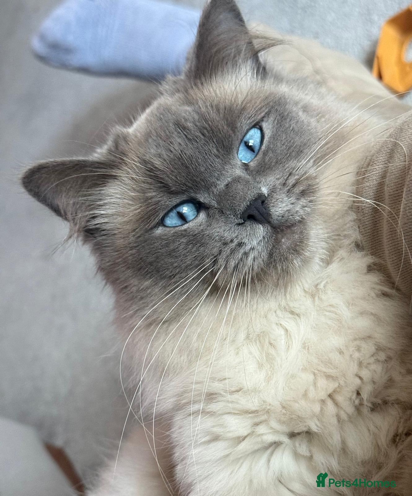 Ragdoll cats Ragdoll and Maine coon cat for sale - Advert 2