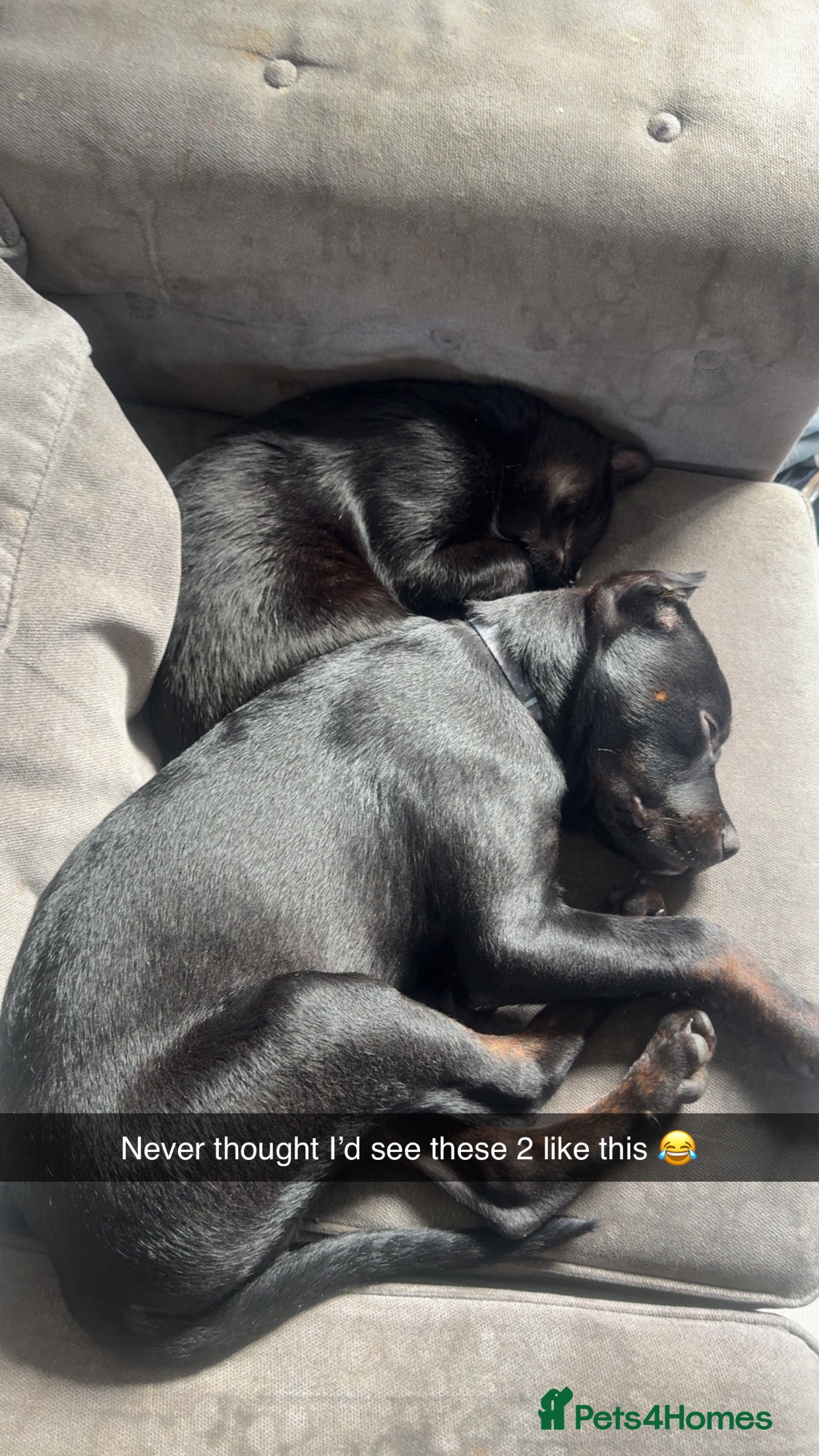 Mixed Breed dogs Rotty x staffy  - Advert 2