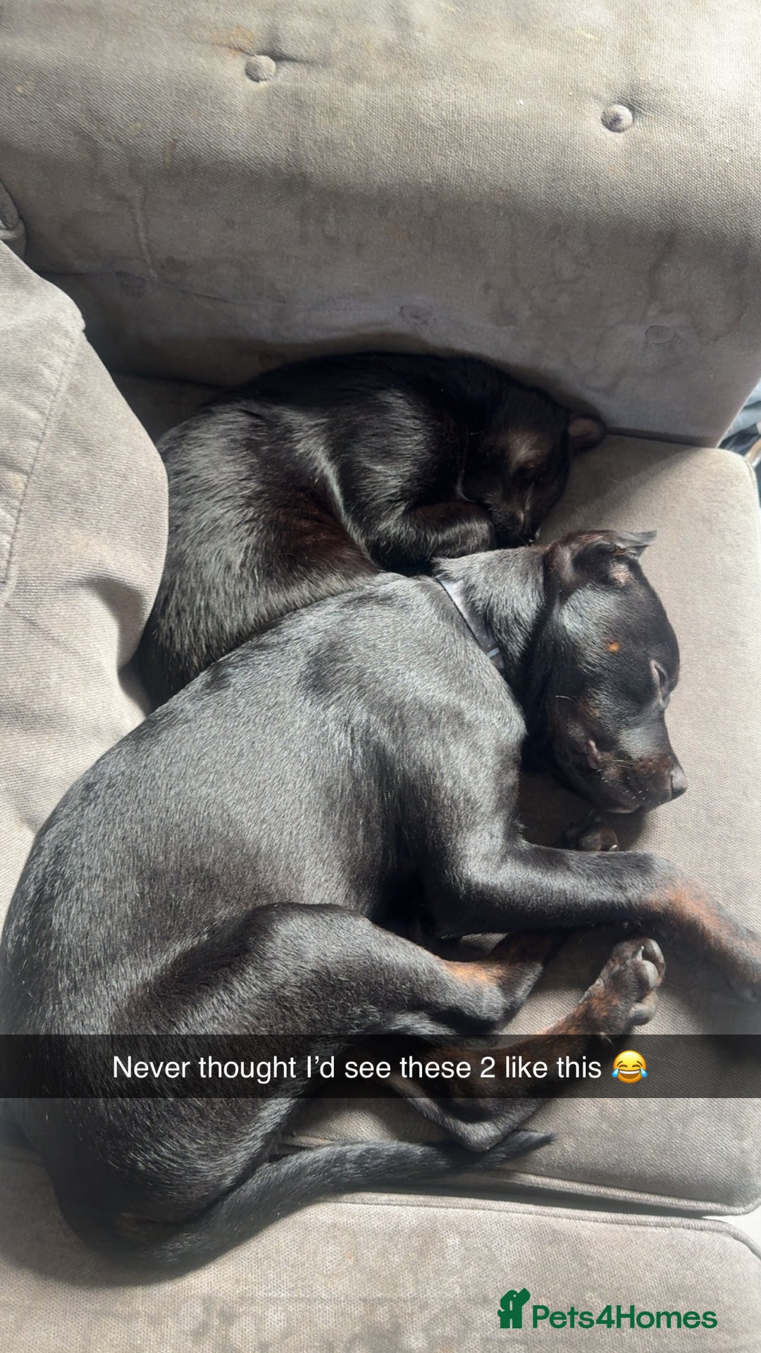 Mixed Breed dogs for sale: Rotty x staffy  - Advert 1