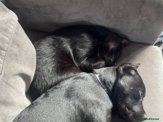 Mixed Breed dogs Rotty x staffy - Advert 1