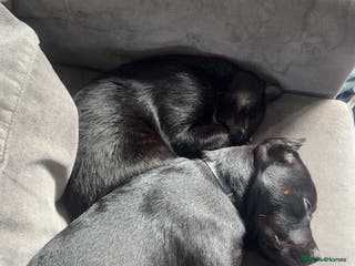 Mixed Breed dogs Rotty x staffy - Advert 5