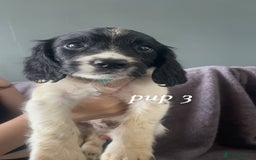 Sprocker dogs for sale: Sprocker spaniels  - Image 2